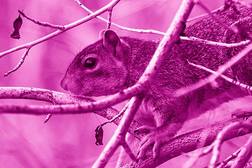 Squirrel Climbing Down From Tree Branches (Pink Shade Photo)