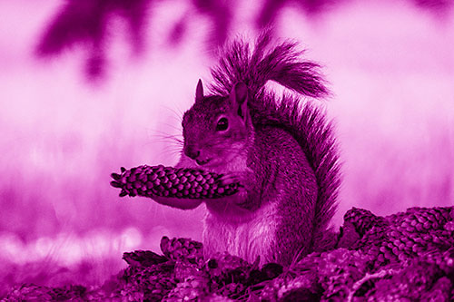 Squirrel Eating Pine Cones (Pink Shade Photo)