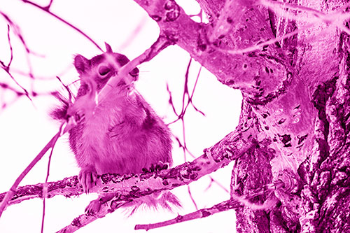 Squirrel Grabbing Chest Atop Two Tree Branches (Pink Shade Photo)