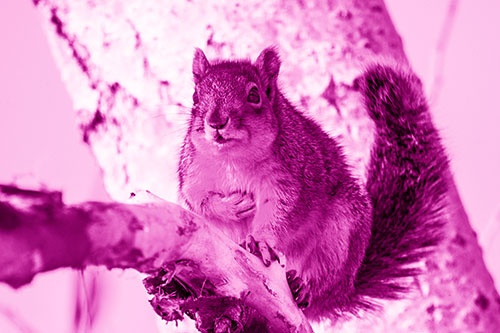 Squirrel Grasping Chest Atop Thick Tree Branch (Pink Shade Photo)