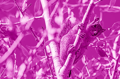 Squirrel Gripping Ahold Of Tree Branch (Pink Shade)