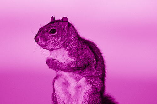 Squirrel Holding Food Tightly Amongst Chest (Pink Shade Photo)
