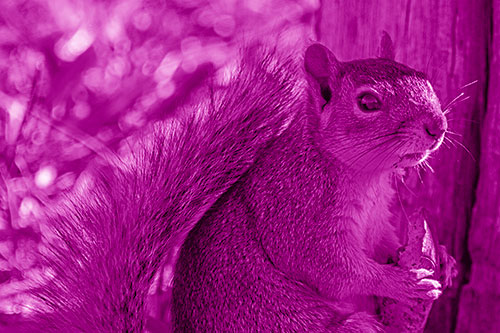 Squirrel Holding Watermelon Slice Glancing Sideways (Pink Shade)