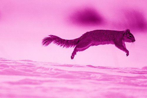 Squirrel Leap Flying Across Snow (Pink Shade Photo)
