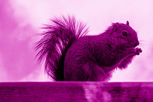 Squirrel Nibbles Breakfast Atop Concrete Skatepark (Pink Shade)