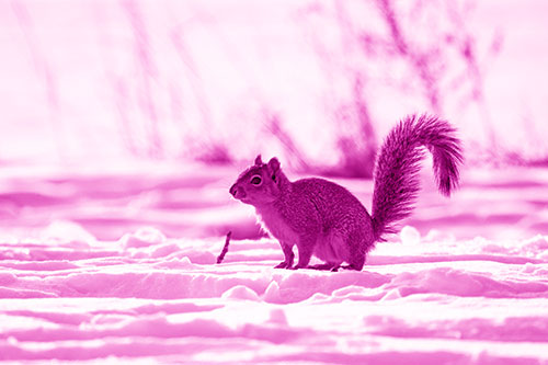 Squirrel Observing Snowy Terrain (Pink Shade Photo)
