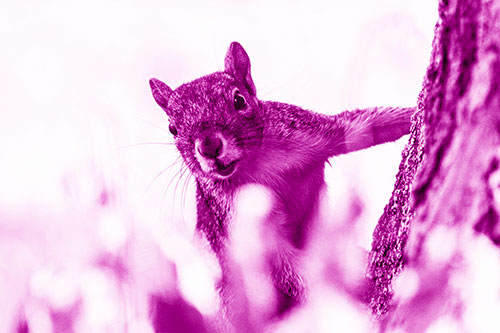 Squirrel Peeks Around Tree Base (Pink Shade Photo)