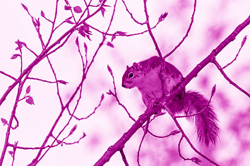 Squirrel Sits Among Sprouting Tree Branches (Pink Shade)