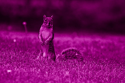 Squirrel Standing Atop Fresh Cut Grass On Hind Legs (Pink Shade Photo)