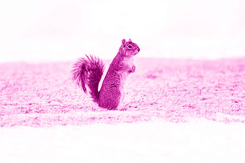 Squirrel Standing On Snowy Patch Of Grass (Pink Shade Photo)