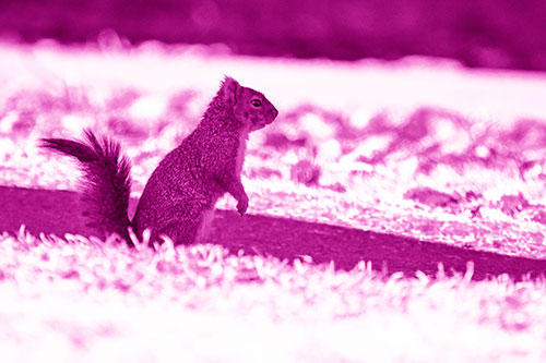 Squirrel Standing Upwards On Hind Legs (Pink Shade Photo)