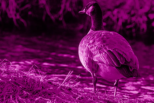 Standing Canadian Goose Looking Sideways Towards Sunlight (Pink Shade Photo)
