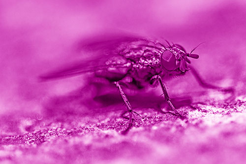 Standing Cluster Fly Getting Suntan Atop Rock (Pink Shade)