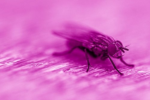 Standing Cluster Fly Resting Atop Wood (Pink Shade)
