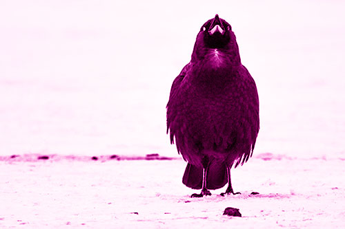 Standing Crow Cawing Loudly (Pink Shade Photo)