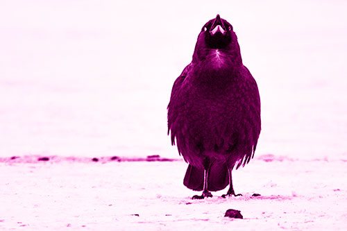 Standing Crow Cawing Loudly (Pink Shade)