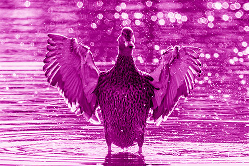 Standing Mallard Duck Flapping Wings Among Shore (Pink Shade)
