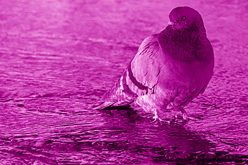 Standing Pigeon Gandering Atop River Water (Pink Shade Photo)