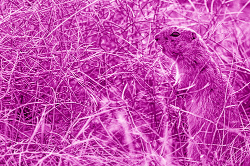 Standing Prairie Dog Snarls Towards Intruders (Pink Shade Photo)