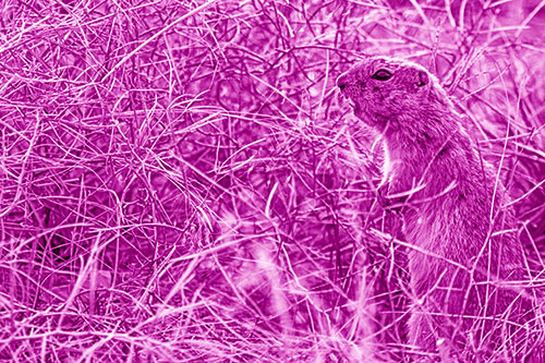 Standing Prairie Dog Snarls Towards Intruders (Pink Shade)