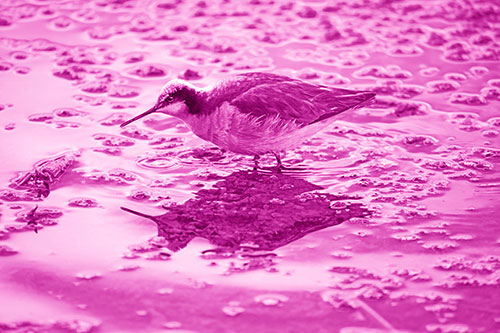 Standing Sandpiper Wading In Shallow Algae Filled Lake Water (Pink Shade Photo)