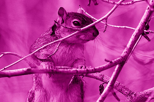 Standing Squirrel Peeking Over Tree Branch (Pink Shade Photo)