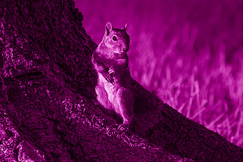 Standing Squirrel Poses Among Sloping Tree Stump (Pink Shade)