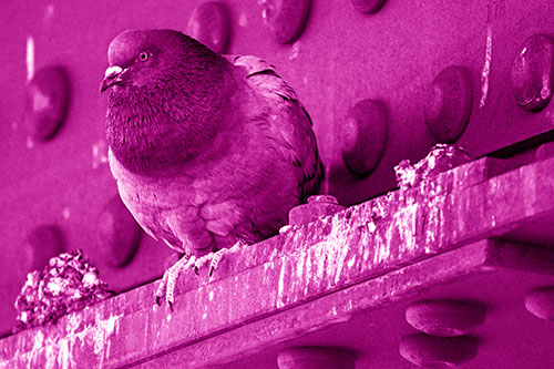 Steel Beam Perched Pigeon Keeping Watch (Pink Shade Photo)