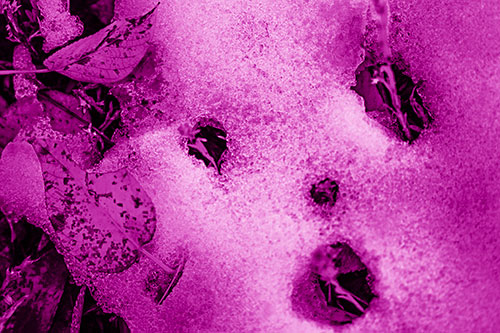 Stem Shocked Snow Face Among Fallen Leaves (Pink Shade)