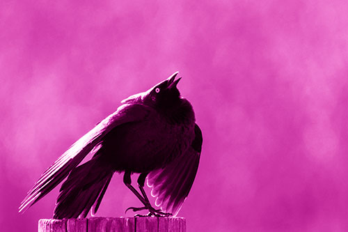 Stomping Grackle Croaking Atop Wooden Fence Post (Pink Shade Photo)