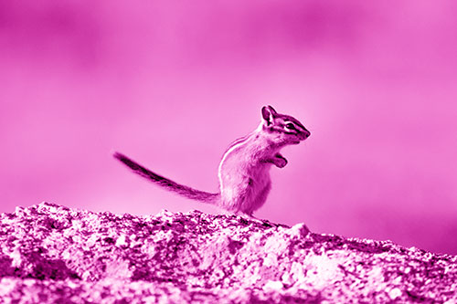 Straight Tailed Standing Chipmunk Clenching Paws (Pink Shade Photo)