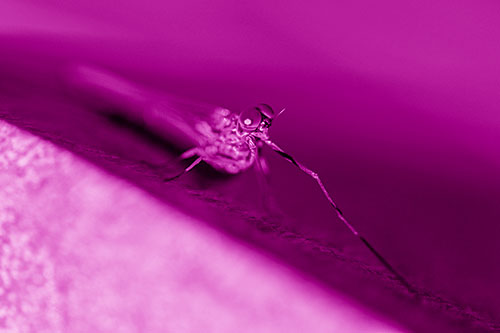 Stretching Mayfly Relaxing Among Shade (Pink Shade)