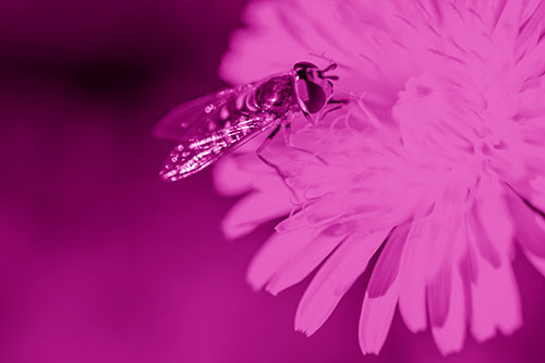 Striped Hoverfly Pollinating Flower (Pink Shade Photo)