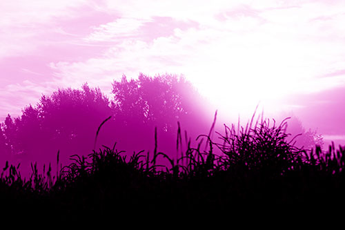 Sun Rises Beyond Fog Filled Treeline (Pink Shade Photo)