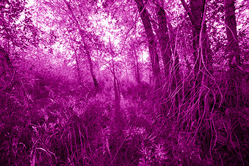 Sunlight Bursts Through Shaded Forest Trees (Pink Shade Photo)