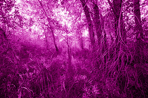 Sunlight Bursts Through Shaded Forest Trees (Pink Shade)