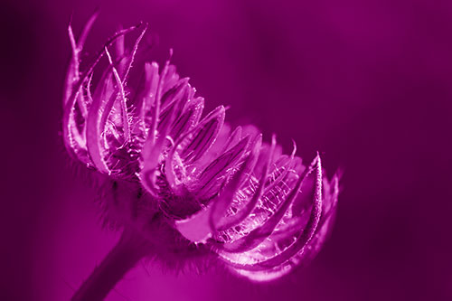Sunlight Enters Spiky Unfurling Sunflower Bud (Pink Shade Photo)