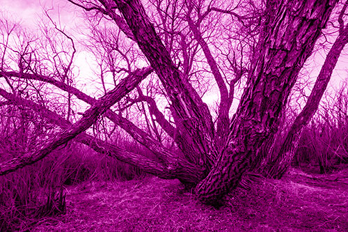 Sunlight Peeking Through Twisting Tree Trunks (Pink Shade)