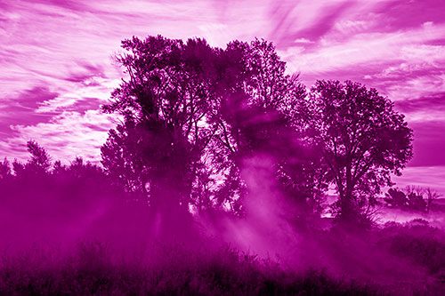 Sunlight Rays Burst Through Fog Surrounded Trees (Pink Shade Photo)
