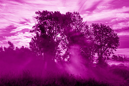 Sunlight Rays Burst Through Fog Surrounded Trees (Pink Shade)