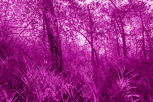 Sunrise Casts Forest Tree Shadows (Pink Shade Photo)