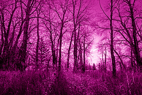 Sunrise Through Snow Covered Trees (Pink Shade Photo)