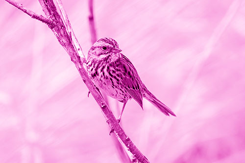 Surfing Song Sparrow Rides Tree Branch (Pink Shade Photo)