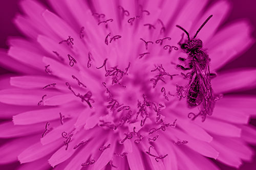Sweat Bee Collecting Dandelion Pollen (Pink Shade Photo)