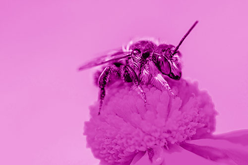 Sweat Bee Collecting Pollen Off Sneezeweed Flower (Pink Shade)
