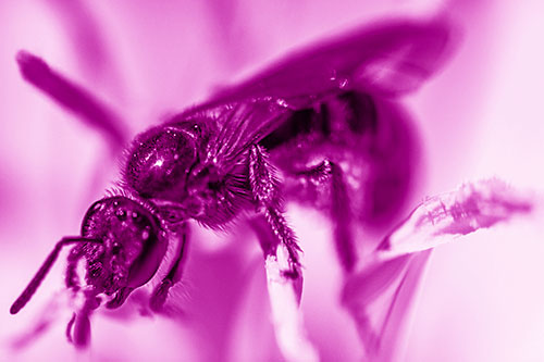 Sweat Bee Enjoying Primrose Flower Pollen (Pink Shade)