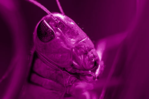 Sweaty Grasshopper Seeking Shade (Pink Shade Photo)