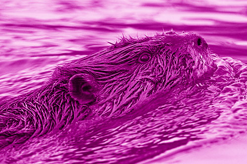 Swimming Beaver Keeping Head Above Water (Pink Shade Photo)