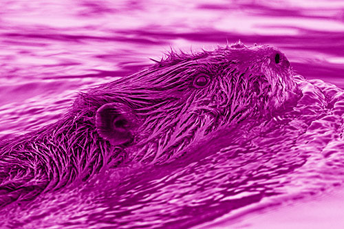 Swimming Beaver Keeping Head Above Water (Pink Shade)