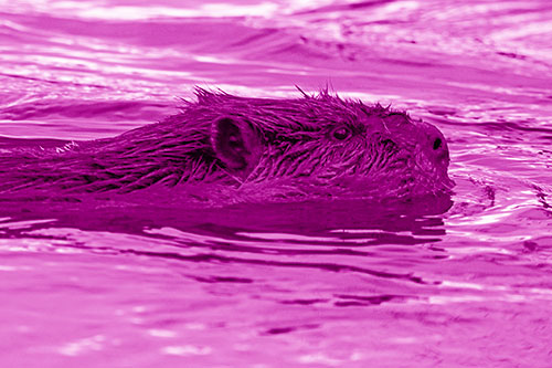 Swimming Beaver Patrols River Surroundings (Pink Shade Photo)